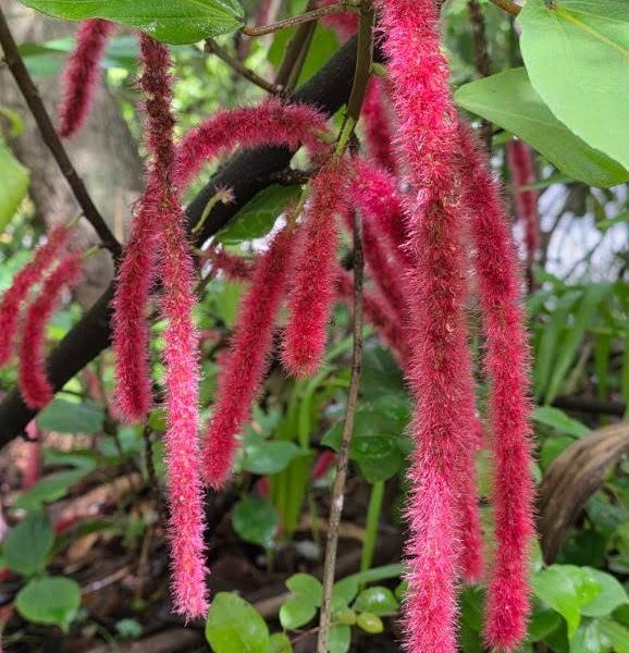 tots-jean-willis-park-long-flower