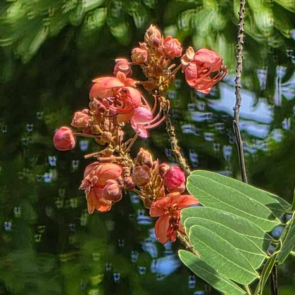 tots-jean-willis-park-pinkish-flower